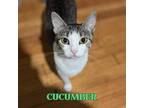 Adopt Cucumber (mom) a Brown or Chocolate Domestic Shorthair / Mixed cat in St.
