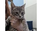 Adopt Winston a Gray or Blue Domestic Shorthair / Mixed cat in Lynchburg