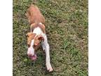 Adopt Copper a Brown/Chocolate Jack Russell Terrier / Foxhound / Mixed dog in