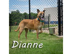 Adopt Dianne* a Brown/Chocolate Shepherd (Unknown Type) / Mixed dog in Anderson