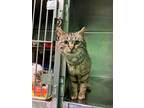 Adopt Hank Williams a Domestic Short Hair