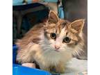 Adopt Johnny Cash a Domestic Long Hair