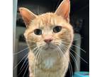 Adopt Merle Haggard a Domestic Short Hair