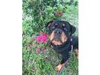 Adopt POE a Black - with Tan, Yellow or Fawn Rottweiler / Mixed dog in Tampa