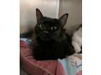 Adopt Olivia a All Black Domestic Mediumhair (medium coat) cat in St.