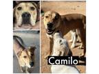 Adopt Camilo a Shepherd (Unknown Type) / Mixed dog in Tucson, AZ (38557846)
