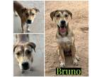 Adopt Bruno a Brown/Chocolate Shepherd (Unknown Type) / Mixed dog in Tucson