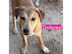 Adopt Dolores a Brown/Chocolate Shepherd (Unknown Type) / Mixed dog in Tucson