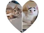 Adopt Stan and Ollie a Domestic Short Hair