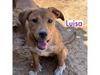 Adopt Luisa a Brown/Chocolate Shepherd (Unknown Type) / Mixed dog in Tucson