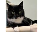 Adopt Bellamy a Domestic Short Hair