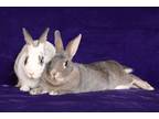 Adopt Anders and Camillie a English Spot / Mixed (short coat) rabbit in Scotts