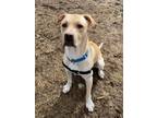 Adopt Beau a Labrador Retriever, Pit Bull Terrier