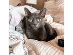 Adopt Cora a Gray or Blue Domestic Shorthair / Mixed cat in Plainfield