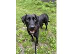 Adopt Sir a Black Mixed Breed (Large) / Mixed dog in Montreal, QC (38482956)