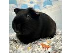 Adopt Milo a Guinea Pig