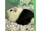 Adopt Stitch a Guinea Pig