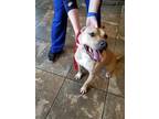 Adopt Hobo a Tan/Yellow/Fawn - with White Pit Bull Terrier / Mixed dog in