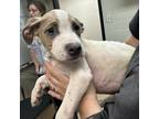 Adopt Superfly a White - with Tan, Yellow or Fawn Mixed Breed (Medium) / Mixed
