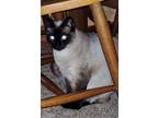 Adopt Sia a Cream or Ivory Siamese (short coat) cat in San Diego, CA (38498560)