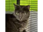 Adopt Smokey a Russian Blue