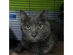 Adopt Onyx a Russian Blue