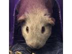 Adopt Riker a Guinea Pig