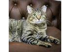 Adopt Jasper a Domestic Short Hair