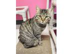 Adopt Cyborg a Domestic Short Hair