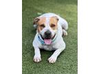 Adopt Kenzo a Pit Bull Terrier, Hound