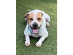 Adopt Kenzo a Pit Bull Terrier