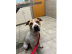 Adopt Kenzo a Pit Bull Terrier