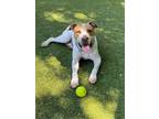 Adopt Kenzo a Pit Bull Terrier, Hound