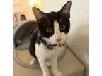 Adopt Luna a All Black Domestic Mediumhair / Mixed cat in Helotes, TX (36350867)