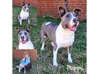 Adopt Poppi a Gray/Silver/Salt & Pepper - with White Staffordshire Bull Terrier