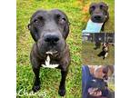 Adopt Charas a Black Pit Bull Terrier / Mixed dog in Fairhope, AL (36351664)