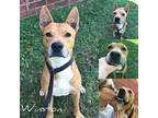 Adopt Winston a Tan/Yellow/Fawn - with White Cattle Dog / Mixed dog in Fairhope
