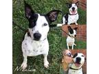 Adopt Mackie a White - with Black Border Collie / Mixed dog in Fairhope