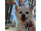 Adopt Kevin 2Chainz a Pomeranian, Mixed Breed