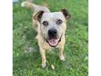 Adopt Sampson a American Staffordshire Terrier, Mixed Breed