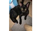 Adopt Bonnie a All Black Domestic Shorthair (short coat) cat in Pickerington