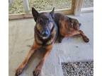 Adopt Opie a Black - with Tan, Yellow or Fawn Belgian Malinois / Dutch Shepherd