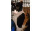Adopt June a Calico or Dilute Calico Calico (short coat) cat in