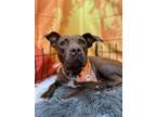 Adopt Love a Brown/Chocolate Pit Bull Terrier / Mixed dog in LAS VEGAS