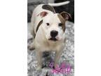 Adopt sadie a White - with Gray or Silver Pit Bull Terrier / Mixed dog in Horn