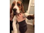 Adopt STEPHEN a Beagle