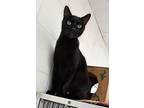 Adopt MORRIS a Domestic Short Hair