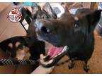 Adopt Johnny a Black - with Gray or Silver German Shepherd Dog / Mixed dog in