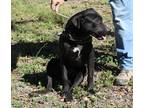Adopt Nahala a Black - with White Boxer / Labrador Retriever / Mixed dog in