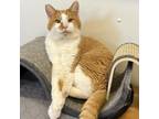 Adopt Honey Bear a Domestic Short Hair